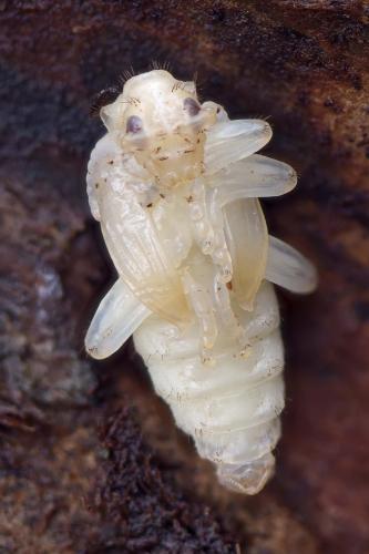Réf. 268 338 : Rhagium inquisitor