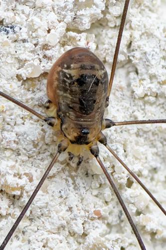 Réf. 268 915 : Leiobunum rotundum