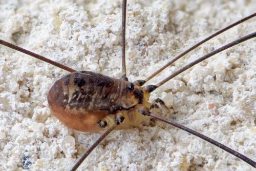 Réf. 268 914 : Leiobunum rotundum