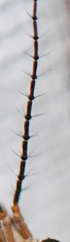 Tipula paludosa