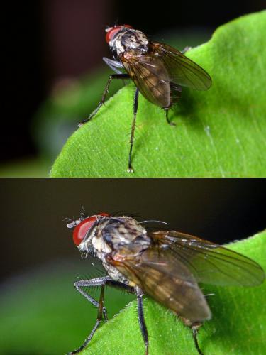 Hylemya vagans