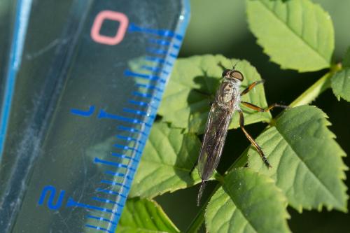 Aneomochtherus sp.