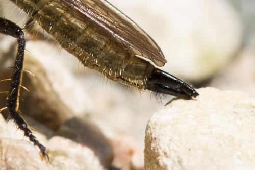 Didysmachus picipes