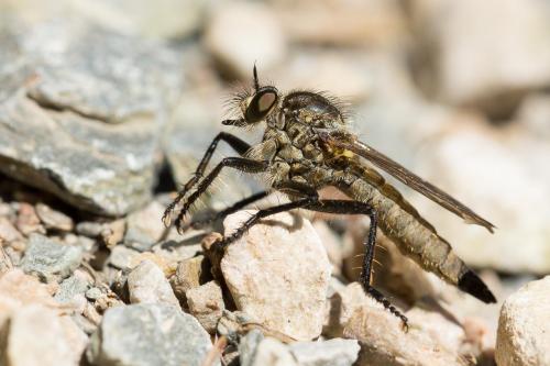 Réf. 268 977 : Didysmachus picipes