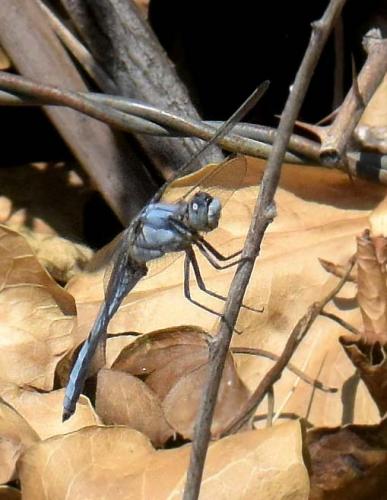 Réf. 268 276 : Orthetrum brunneum