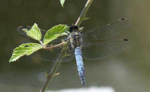Orthetrum cancellatum