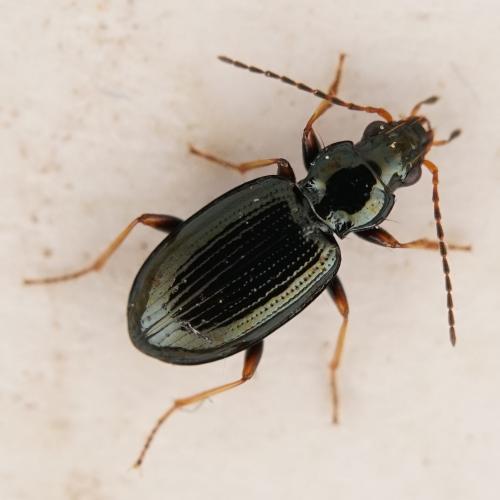 Réf. 268 085 : Bembidion deletum