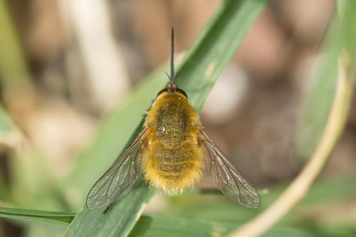 Bombylius fulvescens