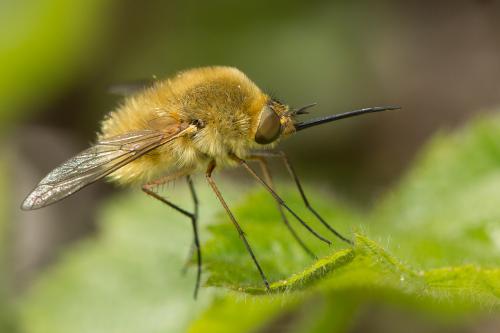 Réf. 268 680 : Bombylius fulvescens