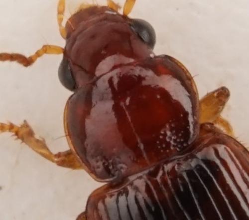 Bradycellus harpalinus