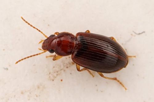 Bradycellus harpalinus