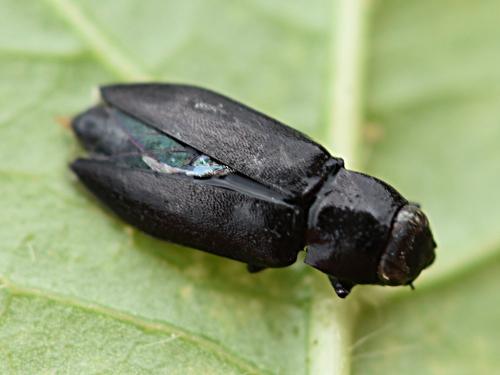 Réf. 268 287 : Melanophila cuspidata
