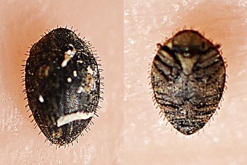 Curimopsis maritima