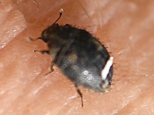 Réf. 268 723 : Curimopsis maritima