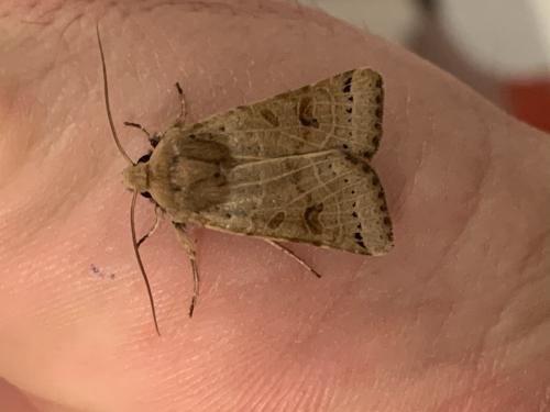 Agrochola lunosa