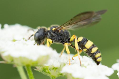 Cerceris sabulosa