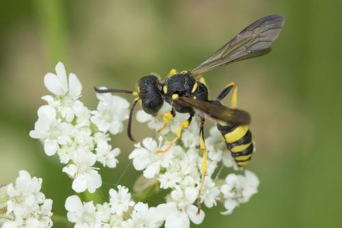 Cerceris sabulosa