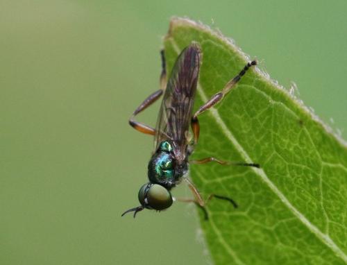 Réf. 268 317 : Chorisops sp.