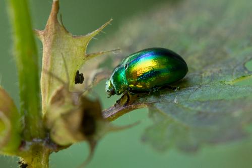 Réf. 268 975 : Chrysolina fastuosa