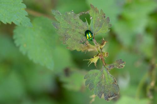 Chrysolina fastuosa