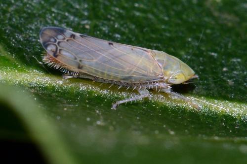 Réf. 268 352 : Synophropsis lauri
