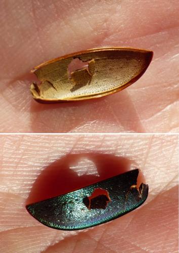 Carabus nemoralis