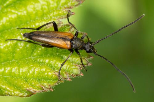 Réf. 268 694 : Stenurella melanura