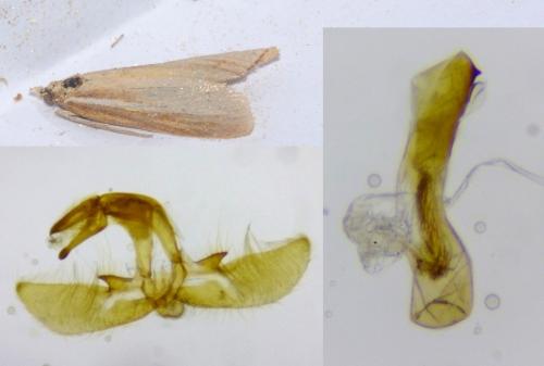 Agriphila tristella
