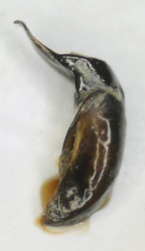 Cryptocephalus duplicatus