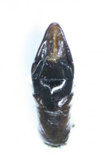 Cryptocephalus duplicatus