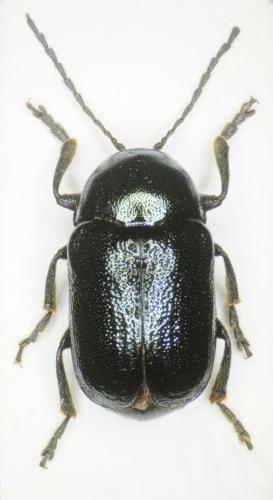Réf. 268 916 : Cryptocephalus duplicatus