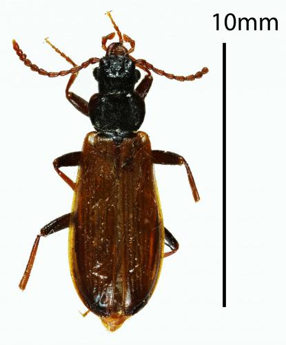 Réf. 268 001 : Pytho depressus