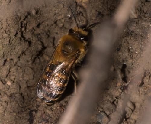 Colletes hederae