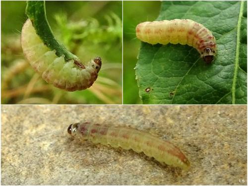Réf. 268 813 : Nephopterix angustella