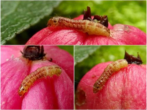 Réf. 268 861 : Nephopterix angustella