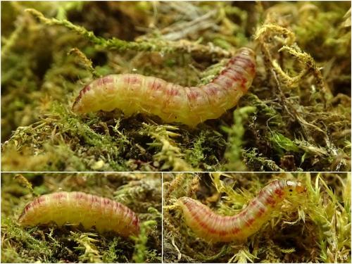 Réf. 268 860 : Nephopterix angustella
