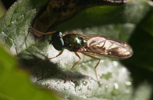 Sargus bipunctatus