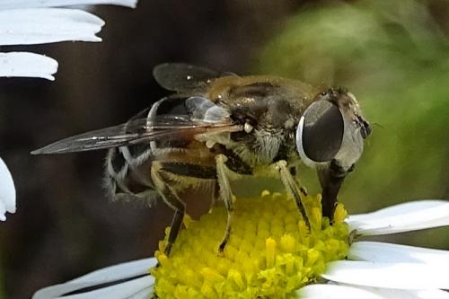 Réf. 268 366 : Eristalis arbustorum