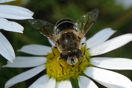 Eristalis arbustorum