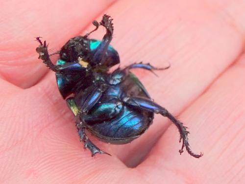 Réf. 268 117 : Trypocopris pyrenaeus