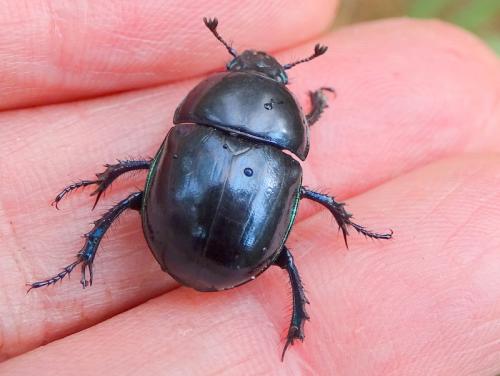 Réf. 268 116 : Trypocopris pyrenaeus