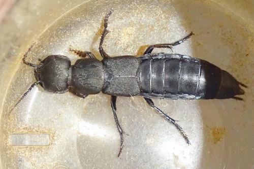 Réf. 268 497 : Ocypus olens