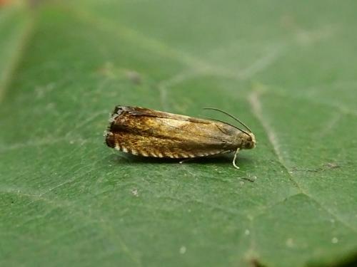 Pammene aurita