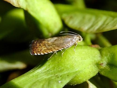Pammene aurita