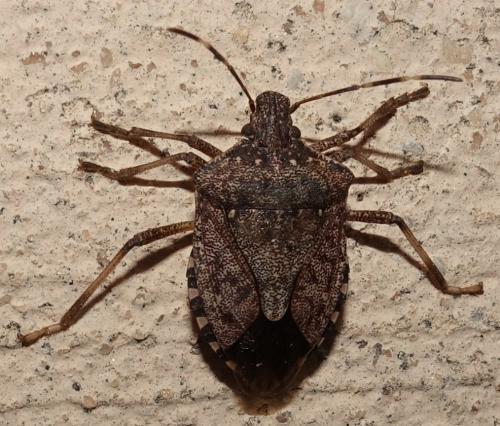 Réf. 268 536 : Halyomorpha halys