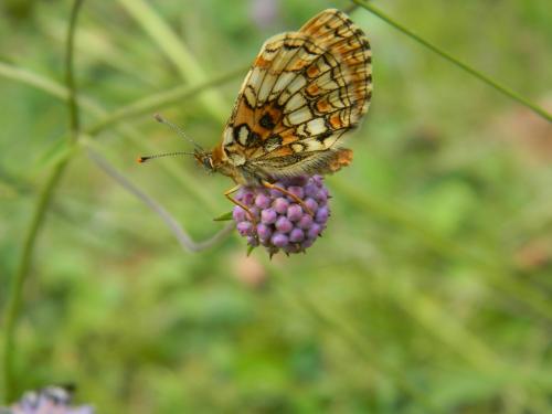 Melitaea sp.
