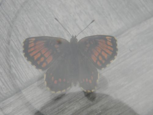 Réf. 268 270 : Melitaea sp.