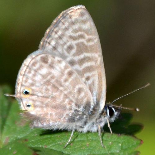 Leptotes pirithous