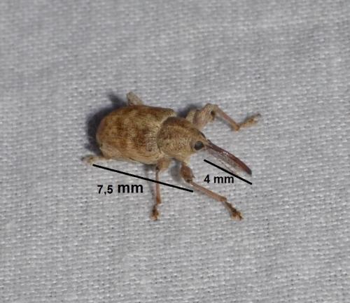 Réf. 268 660 : Curculio elephas