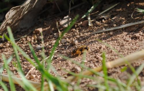 Andrena sp.
